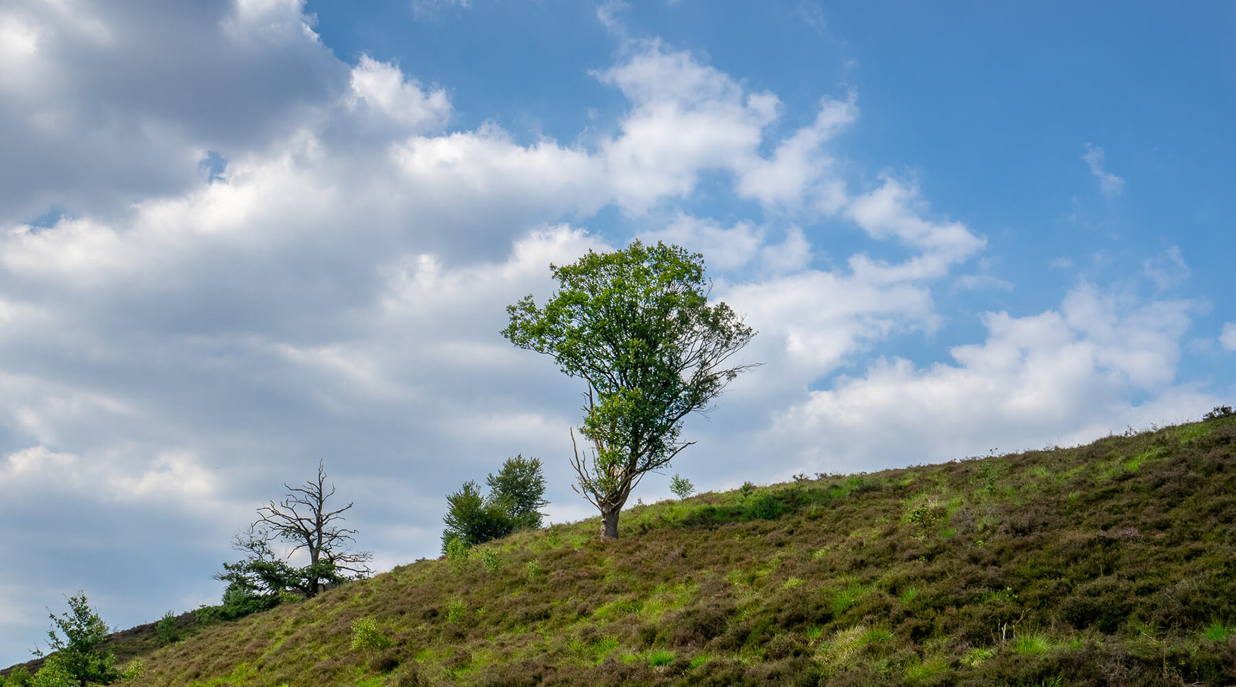 Please u self Dutch Landscape