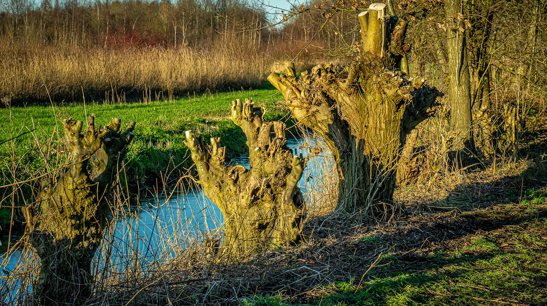 Please u self Dutch Landscape