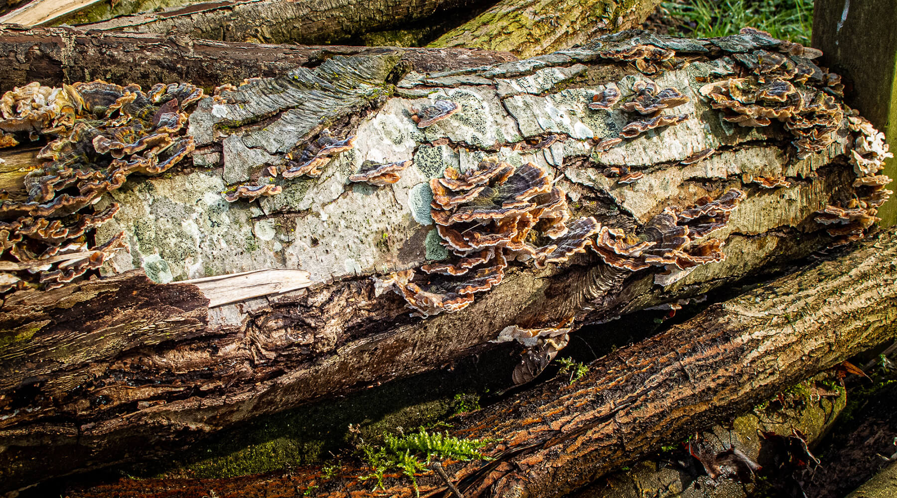 Please u self Dutch Landscape