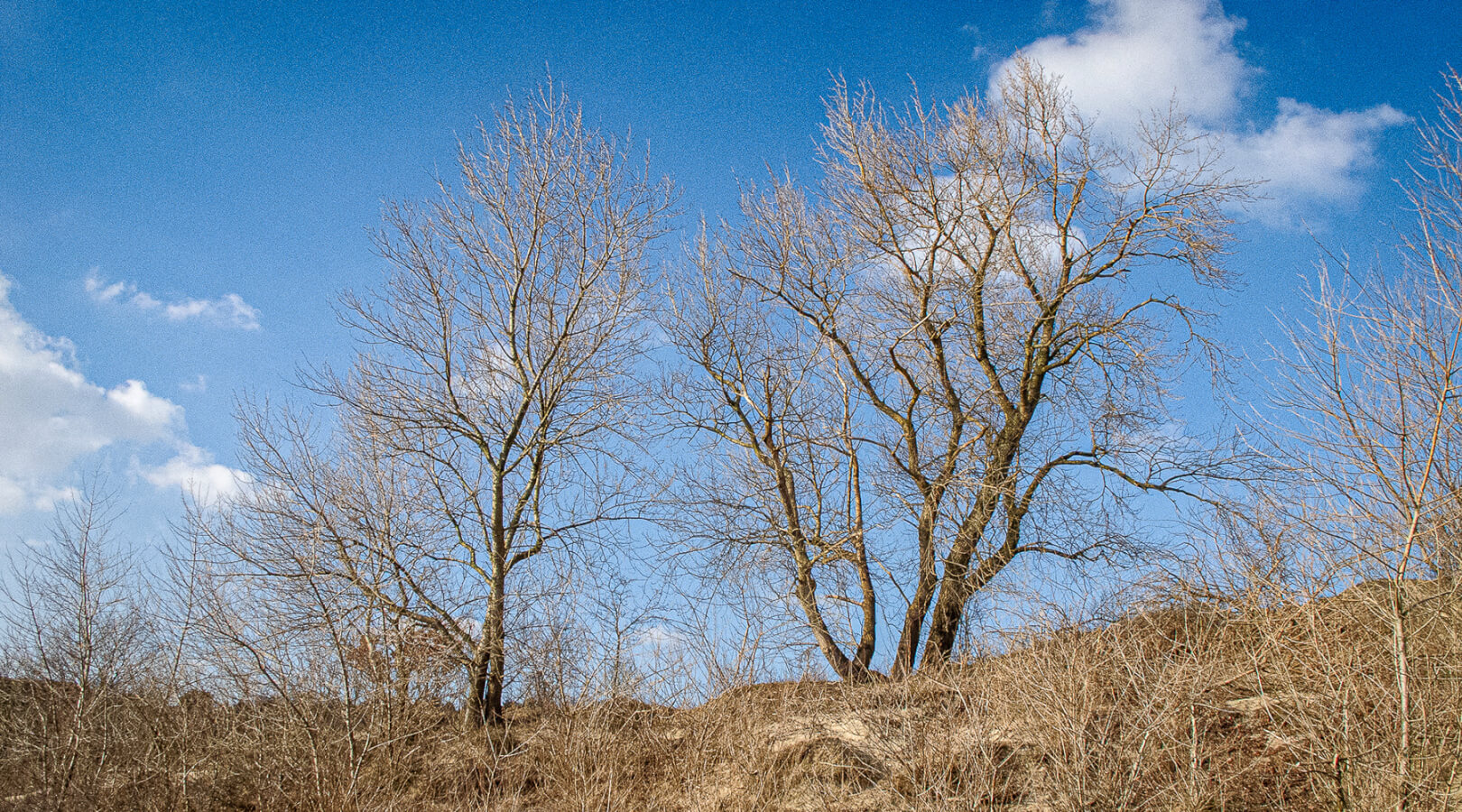 Please u self Dutch Landscape