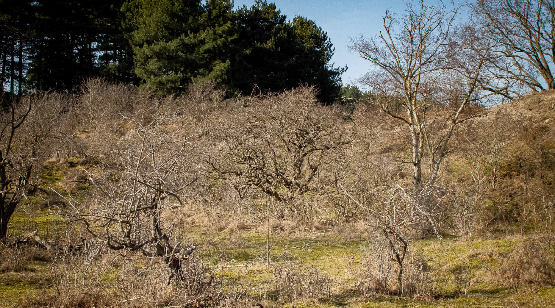 Please u self Dutch Landscape