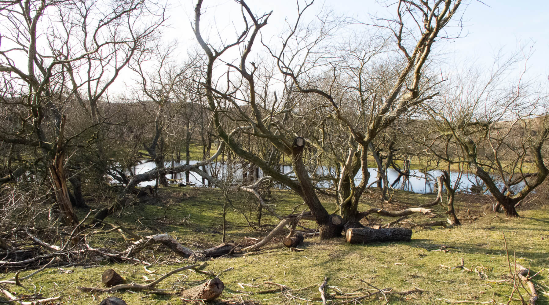 Please u self Dutch Landscape