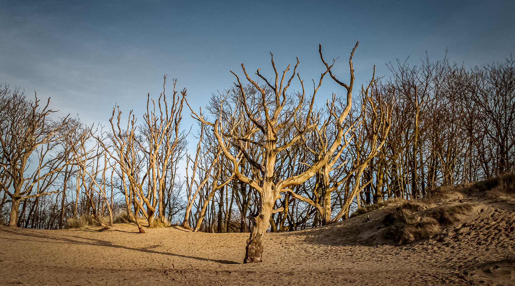 Please u self Dutch Landscape