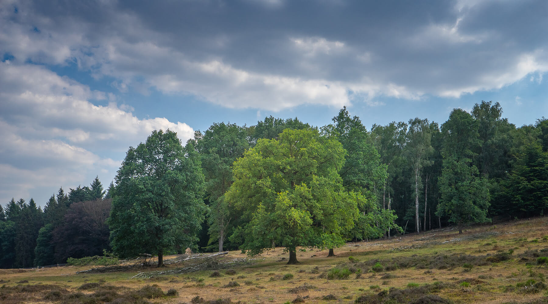 Please u self Dutch Landscape