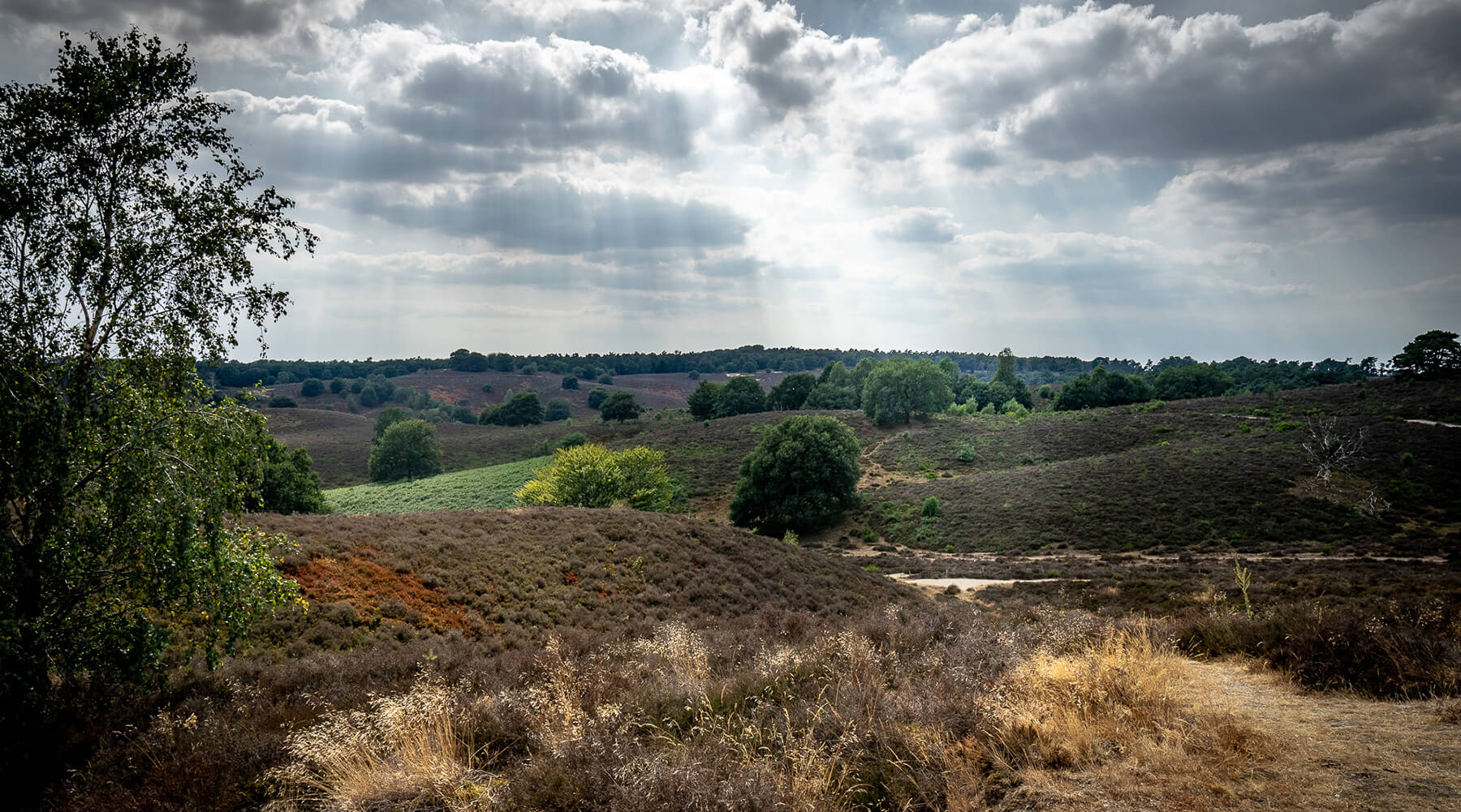 Please u self Dutch Landscape