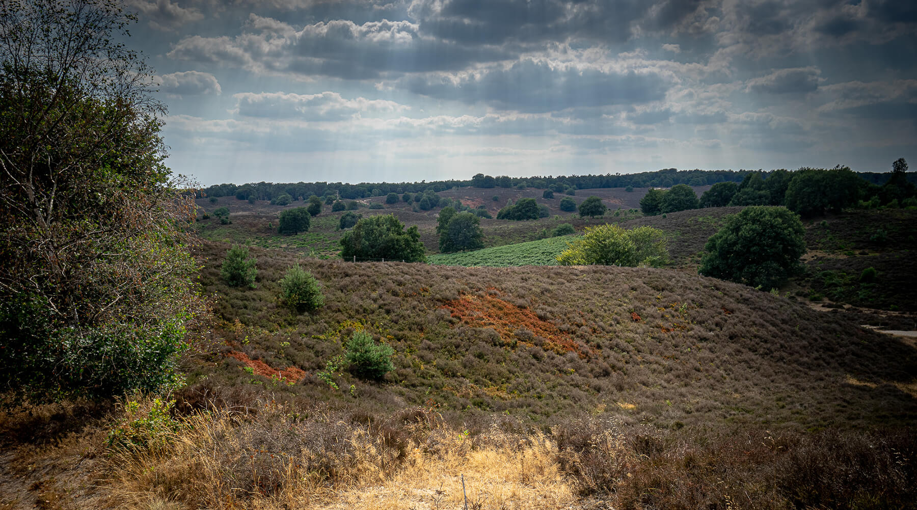 Please u self Dutch Landscape