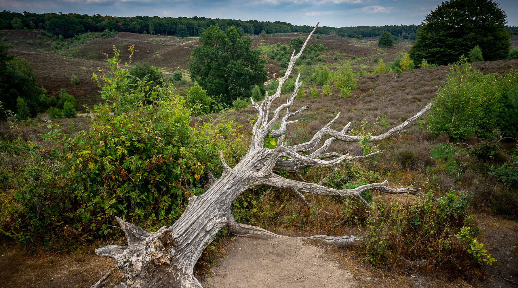 Please u self Dutch Landscape